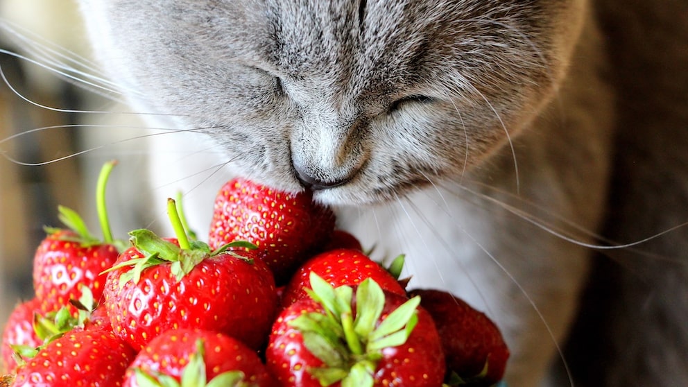 Sommerzeit ist Erdbeerzeit – aber dürfen Katzen eigentlich Erdbeeren essen? Expertin Christina Wolf hat PETBOOK eine Einschätzung gegeben