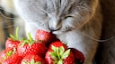 Sommerzeit ist Erdbeerzeit &ndash; aber d&uuml;rfen Katzen eigentlich Erdbeeren essen? Expertin Christina Wolf hat PETBOOK eine Einsch&auml;tzung gegeben