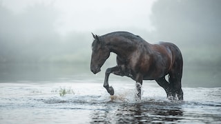 Können Pferde eigentlich schwimmen?
