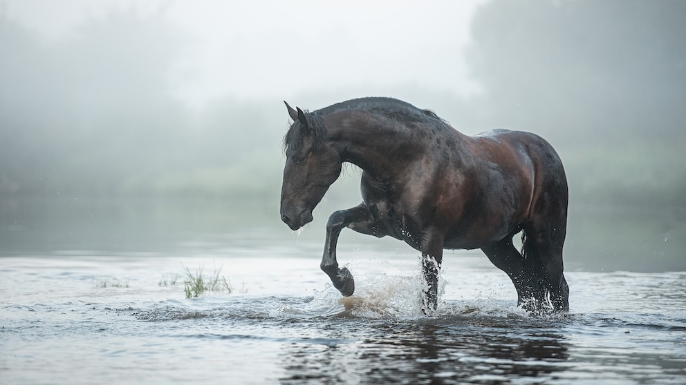 Können Pferde eigentlich schwimmen?