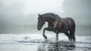 K&ouml;nnen Pferde eigentlich schwimmen?