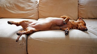 Ein Dackel schläft auf dem Rücken auf einem Sofa.