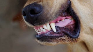 EIn Hund zeigt seine Zähne