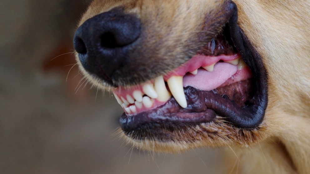 EIn Hund zeigt seine Zähne