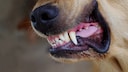EIn Hund zeigt seine Zähne
