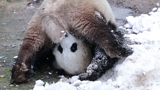 Ein Panda auf dem Kopf.