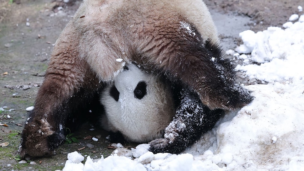 Ein Panda auf dem Kopf.