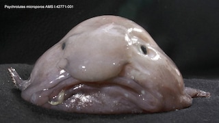 Blobfisch