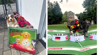 PETBOOK WM Orakel 2026