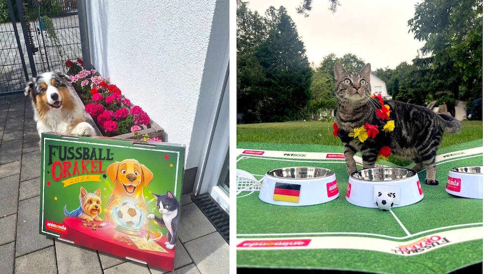 PETBOOK WM Orakel 2026