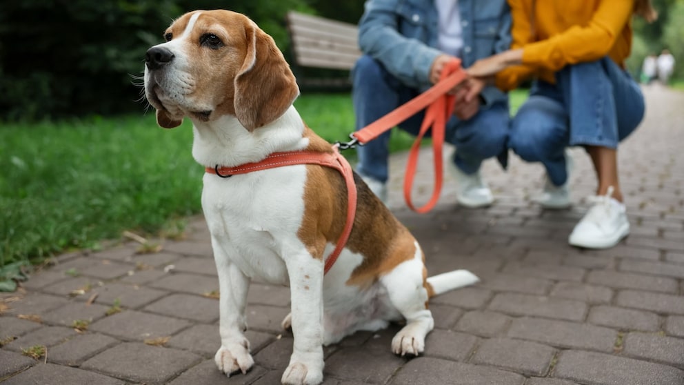 Viele Hundehalter deuten dieses Verhalten falsch. Hundetrainerin Katharina Marioth erklärt, was wirklich dahintersteckt