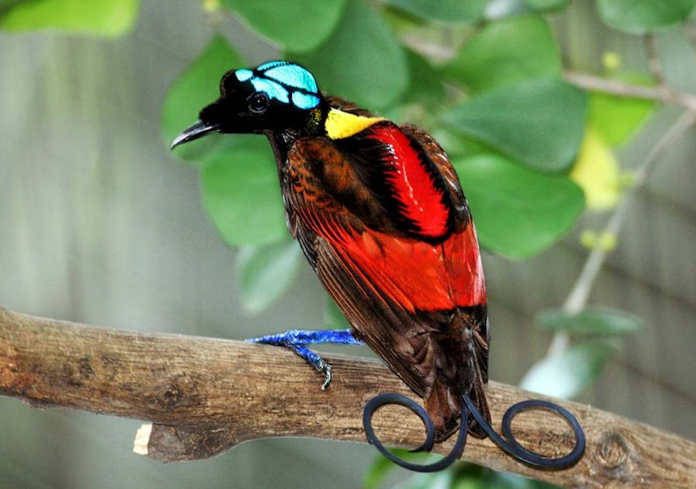 Nacktkopf-Paradiesvogel