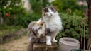 Zeigt Ihre Katze oder Ihr Hund Anzeichen einer Allergie?