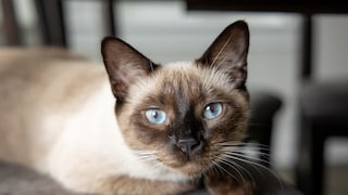 Eine Siamkatze