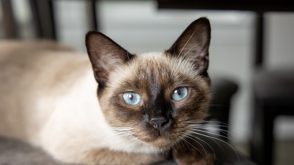 Eine Siamkatze