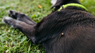 HUnd liegt auf rechter Seite und hat eine Zecke am Ellenbogen