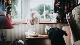 hund vor ventilator