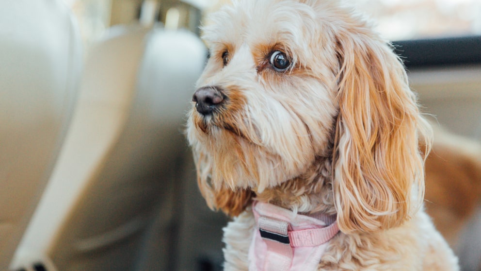 Nicht jeder Hund findet von selbst zur Ruhe. Mit der richtigen Unterstützung können viele Vierbeiner lernen, entspannter auf Alltagsreize zu reagieren