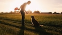 Hundehalter und Hund bei Abnedsonne auf einem Feld