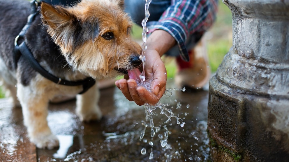 Hund trinkt