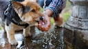 Hund trinkt