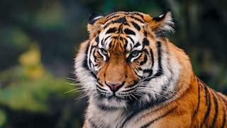 Tiger schaut grimmig