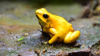 Der Schreckliche Pfeilgiftfrosch (Phyllobates terribilis)
