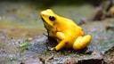 Der Schreckliche Pfeilgiftfrosch (Phyllobates terribilis)