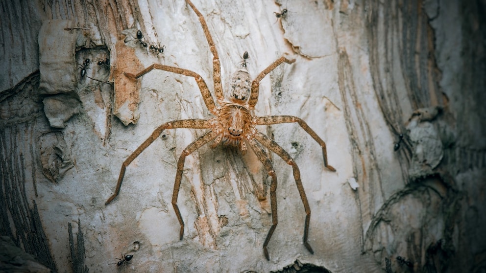 Diese australische Art der Riesenkrabbenspinnen die Jungle Huntsman Spider sprintete mit fast 13 Kilometern pro Stunde schneller als alle anderen Spinnen der Studie