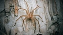 Diese australische Art der Riesenkrabbenspinnen die Jungle Huntsman Spider sprintete mit fast 13 Kilometern pro Stunde schneller als alle anderen Spinnen der Studie
