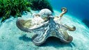 Ob Krake, Delfin oder Orang-Utan &ndash; viele Tiere &uuml;berraschen mit F&auml;higkeiten wie Werkzeuggebrauch, strategischem Denken oder einem au&szlig;ergew&ouml;hnlichen Ged&auml;chtnis