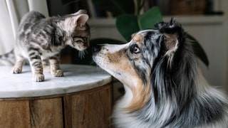 Eine Kitten und ein Hund