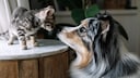 Eine Kitten und ein Hund