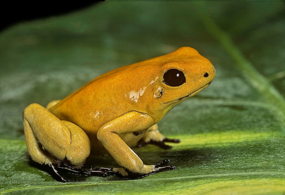Pfeilgiftfrosch