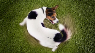 Hund jagt sein Schwanz und dreht sch dabei im Kreis