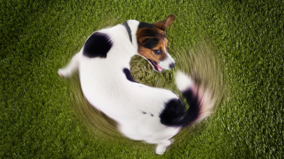 Hund jagt sein Schwanz und dreht sch dabei im Kreis