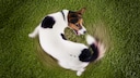 Hund jagt sein Schwanz und dreht sch dabei im Kreis