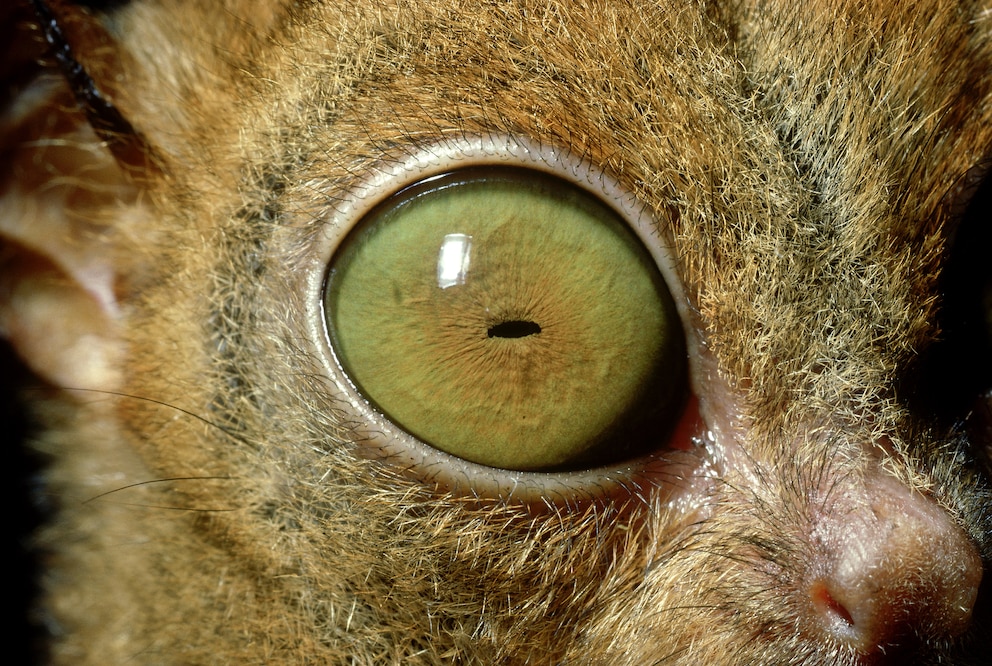 Koboldmakis sind vor allem f&uuml;r ihre gro&szlig;en Augen bekannt
