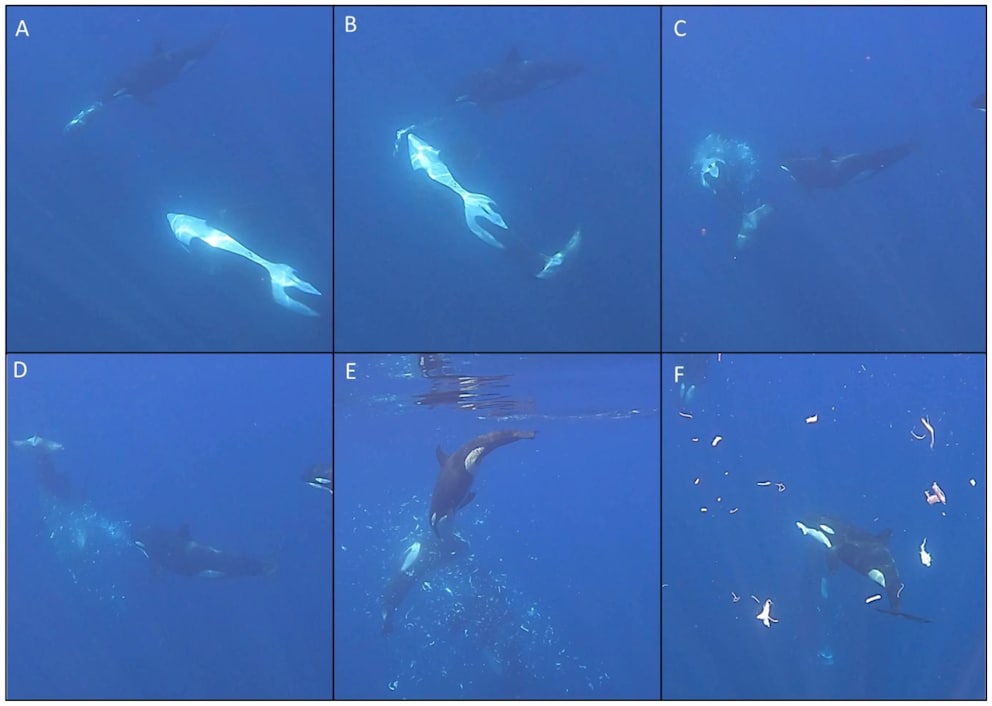 Orcas shatter sunfish