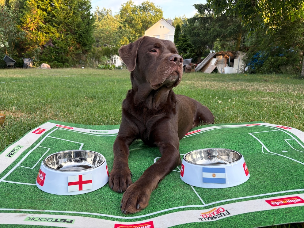 Hector World Cup Oracle