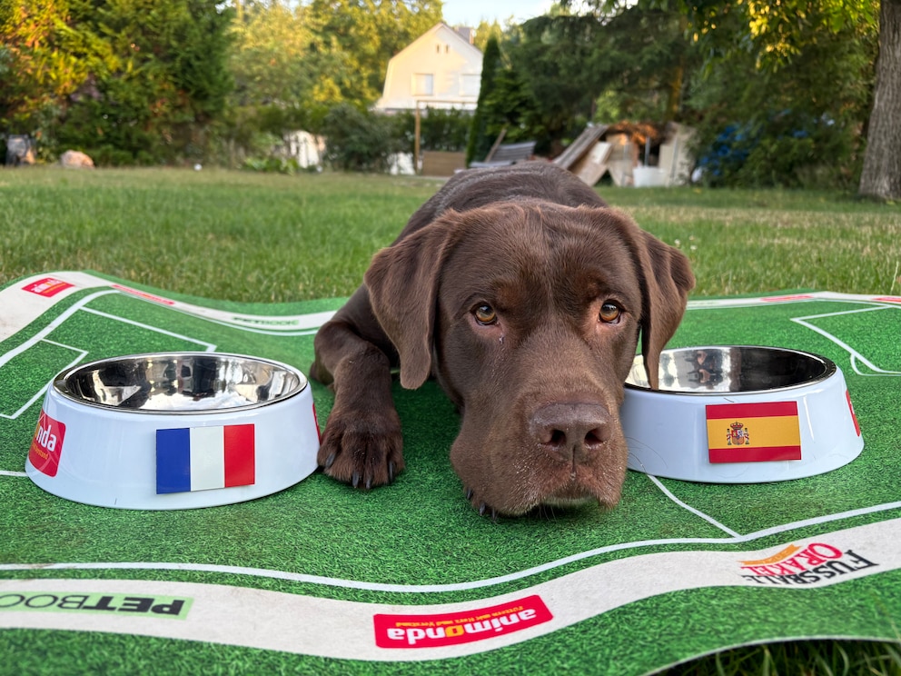 Labrador Hector