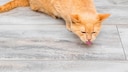 Warum hustet meine Katze eigentlich? PETBOOK erkl&auml;rt, was dahinterstecken kann.