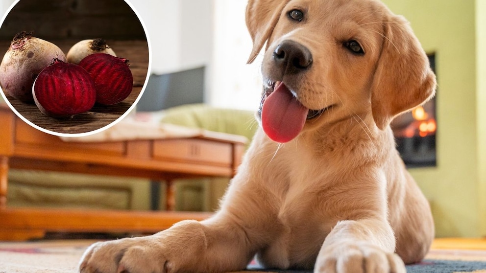 Hund rote Bete fressen
