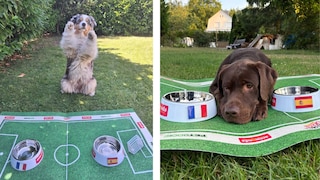 Australian Shepherd Elvis und Labrador Hector