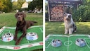 Hector und Elvis tippen das 2. WM-Halbfinale