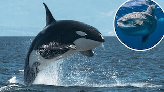 Orca und ein Mondfisch