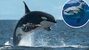 Orca und ein Mondfisch