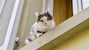 Katze auf einer Fensterbank schaut unten zur Kamera