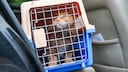 Autofahrten bedeuten f&uuml;r viele Katzen Stress. Eine gut gesicherte Transportbox sorgt f&uuml;r mehr Sicherheit &ndash; f&uuml;r Tier und Halter