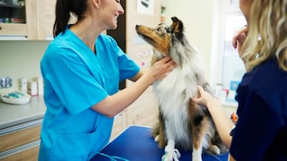 Hund beim Tierarzt